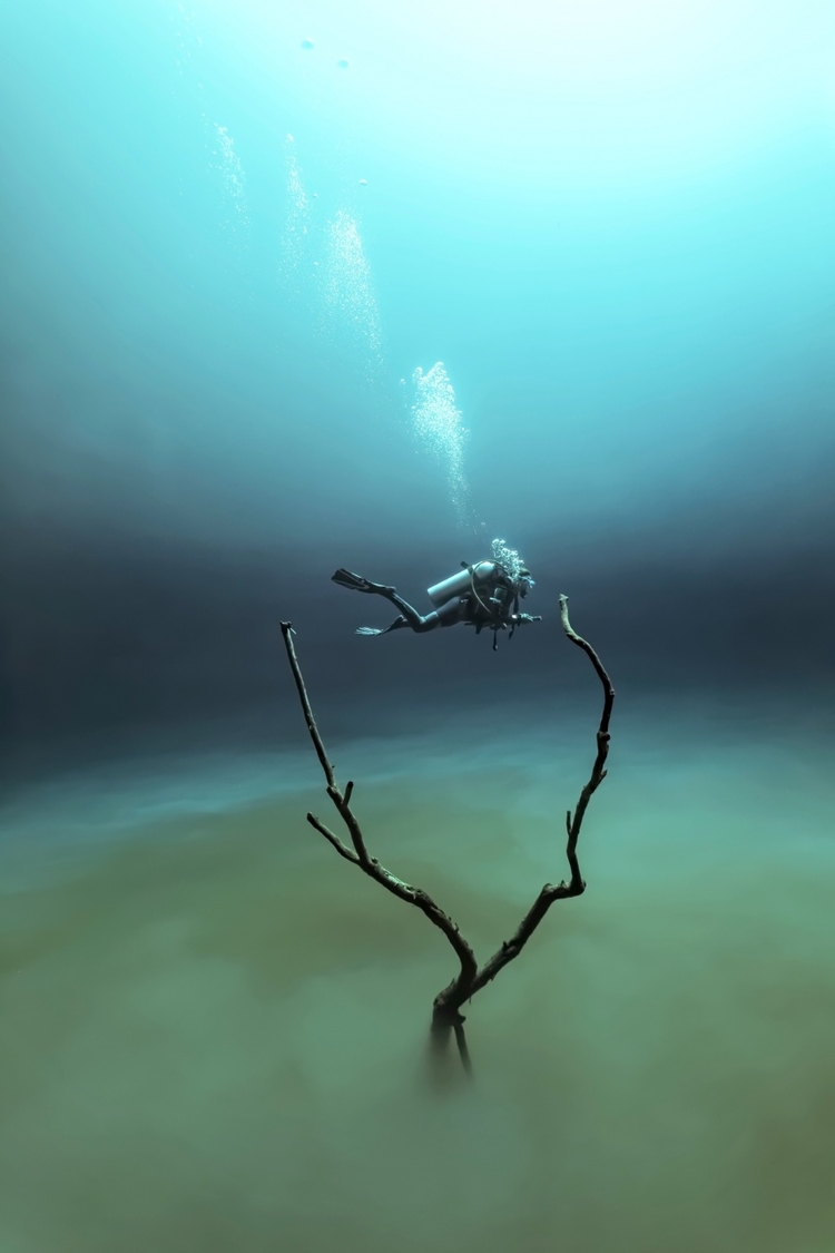 Underwater Photographer of the Year 2015.

Zwycięzca kategorii Up and Coming Worldwide. 

"Angelita", fot. Fabrice Guerin